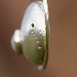 Lade das Bild in den Galerie-Viewer, OOAK • Silver Pebble pendant with White labradorite #4 (ready to ship)
