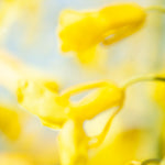 Load image into Gallery viewer, OOAK pendant with captured plant #17 • clear quartz (ready to ship)