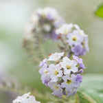 Load image into Gallery viewer, OOAK Mae pendant in silver #26 • Pink Moonstone (Ready to ship)