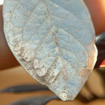 Lade das Bild in den Galerie-Viewer, OOAK Blueberry Leaf pendant in silver #5 (ready to ship)