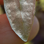 Load image into Gallery viewer, OOAK Phillyrea latifolia Leaf pendant in silver #9 (ready to ship)