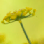 Load image into Gallery viewer, OOAK Nalae, organic ring in silver #12 • size 51,25 (ready-to-ship)