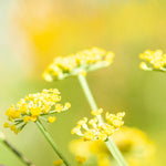 Load image into Gallery viewer, OOAK Nalae, organic ring in silver #12 • size 51,25 (ready-to-ship)