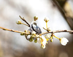 Afbeelding in Gallery-weergave laden, OOAK • Silver ring with organic petal • Size 8 // 56,5 (in stock, ready to ship)