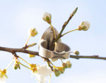 Afbeelding in Gallery-weergave laden, OOAK • Silver ring with organic petal • Size 8 // 56,5 (in stock, ready to ship)