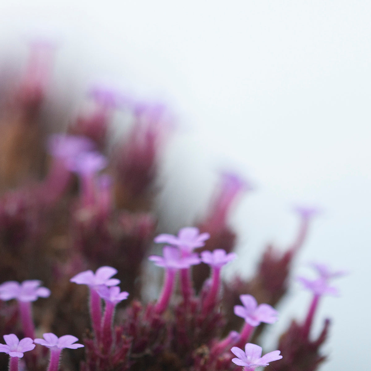 OOAK Mae pendant in silver #35 • rough Labradorite (Ready to ship)