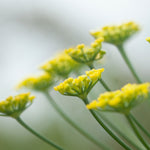Charger l&#39;image dans la galerie, OOAK Mae pendant in silver #36 • rough Labradorite (Ready to ship)
