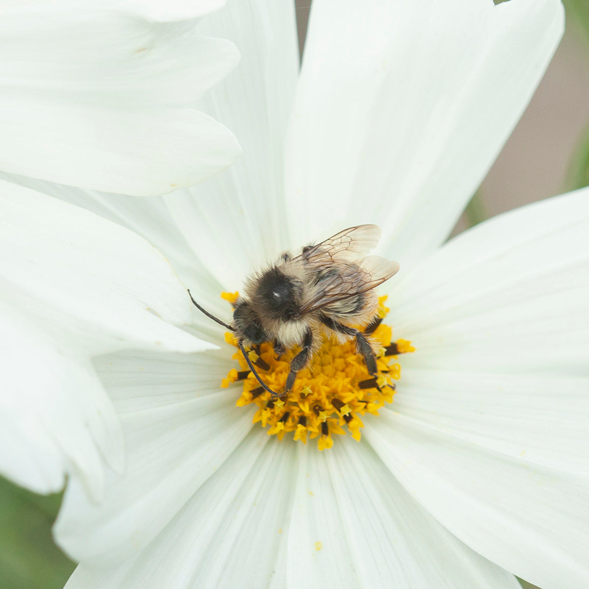OOAK Mae pendant in silver #27 • Red Jasper (Ready to ship)