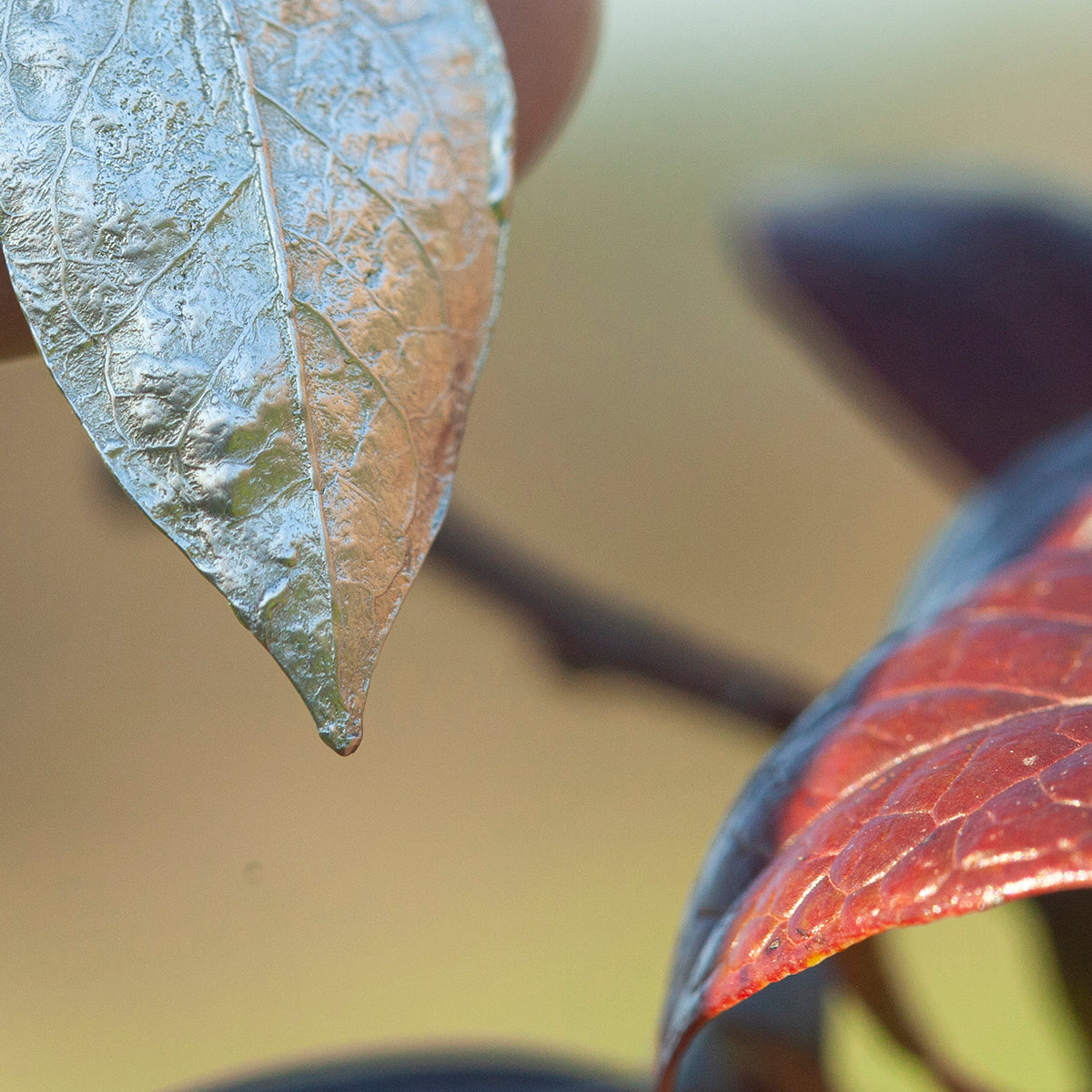 OOAK Blueberry Leaf pendant in silver #8 (ready to ship)