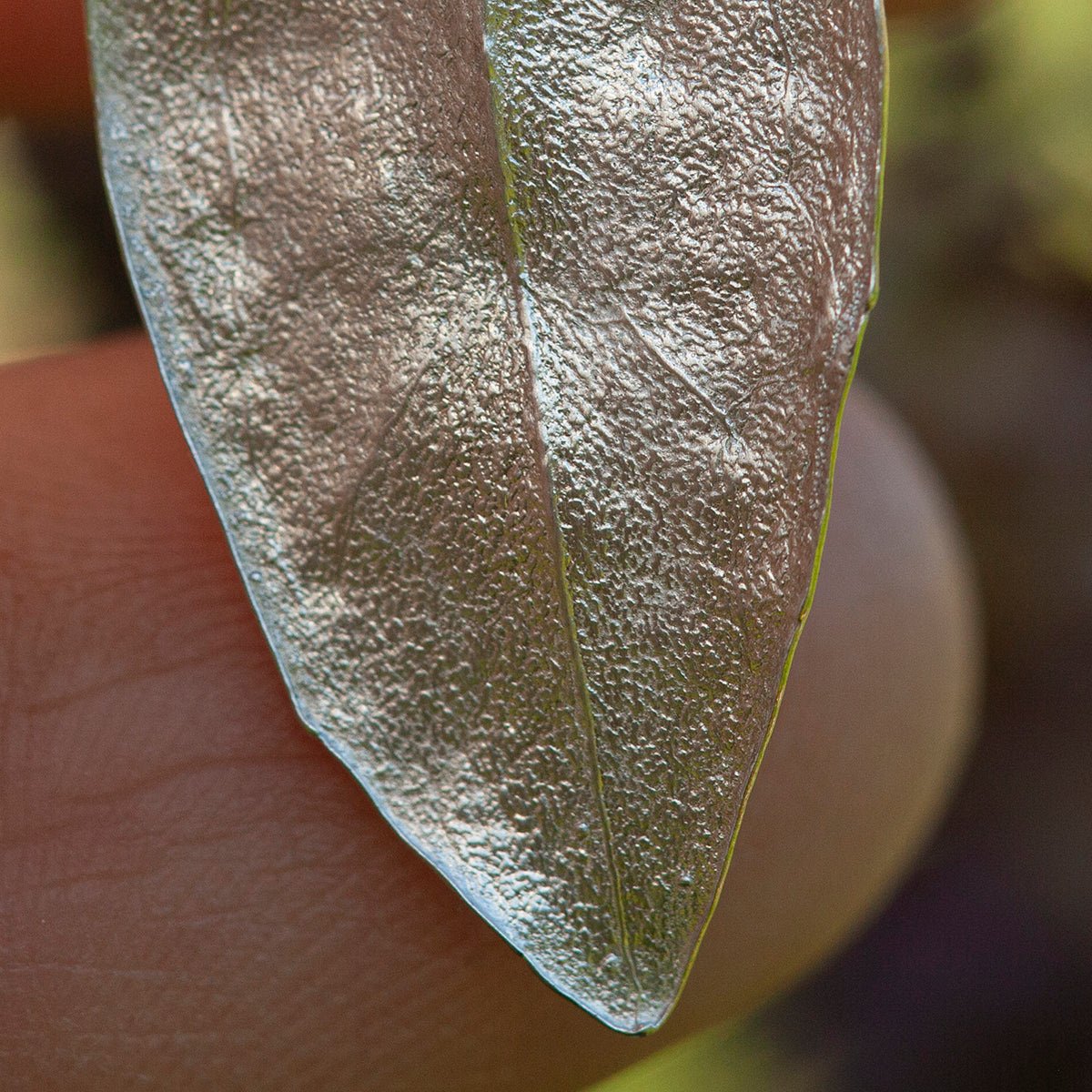 OOAK Phillyrea latifolia Leaf pendant in silver #9 (ready to ship)