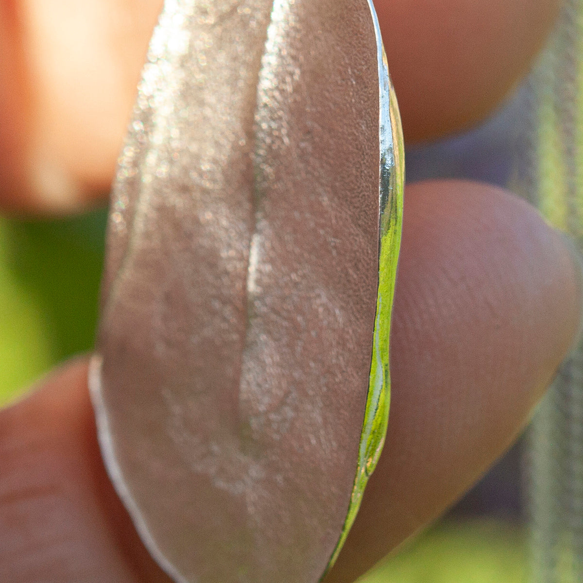 Unikat Phillyrea latifolia-Blatt-Anhänger aus Silber #12 (versandbereit)