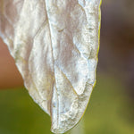 Load image into Gallery viewer, OOAK Pomegranate Leaf pendant in silver #13 (ready to ship)
