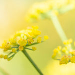 Load image into Gallery viewer, OOAK Nalae, organic ring in silver #20 • size 52 (ready-to-ship)
