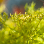 Cargar imagen en el visor de la galería, OOAK Leaf pendant in silver #12 • Prehnite (ready to ship)
