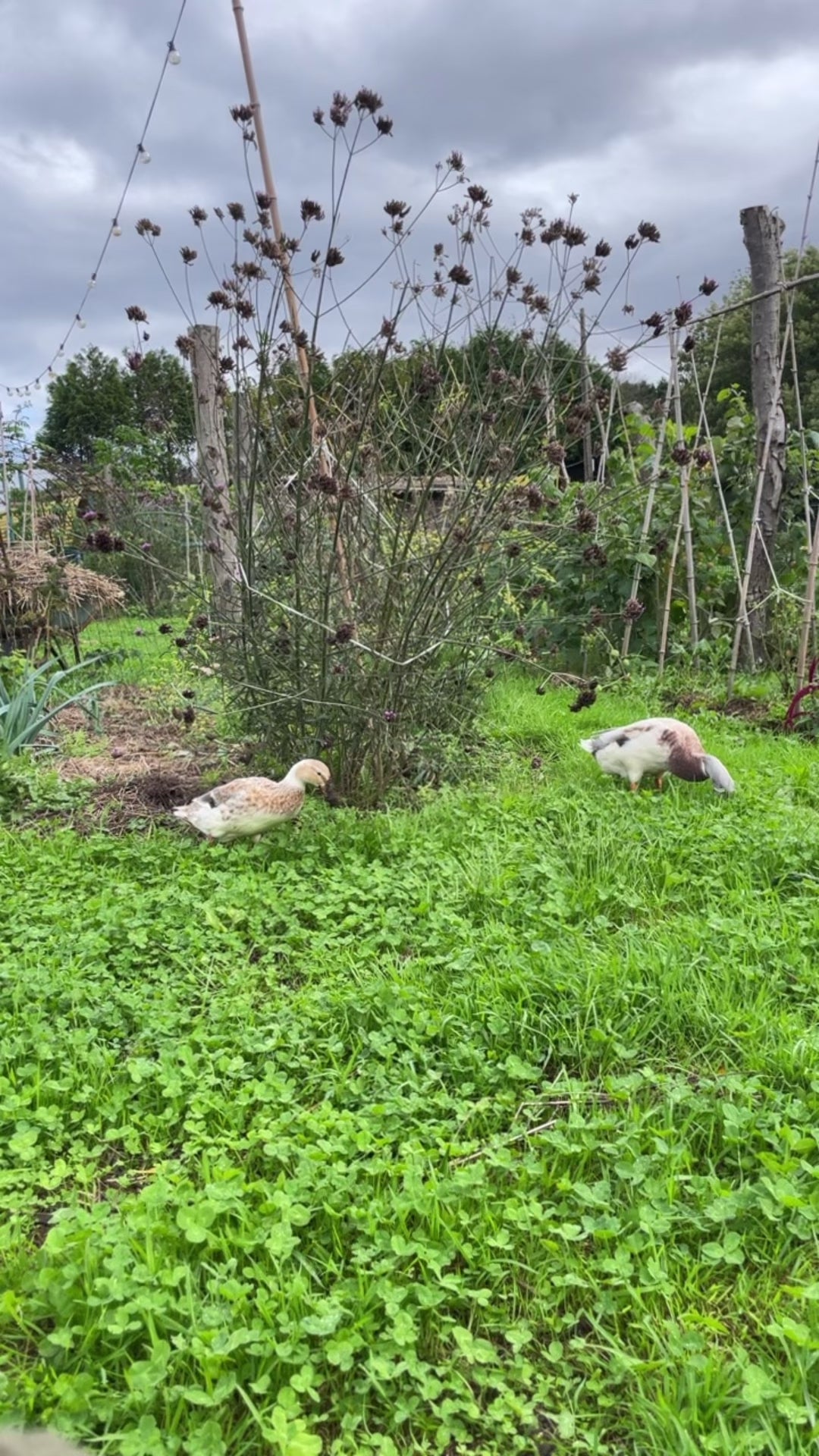 OOAK Mae pendant in silver #26 • Pink Moonstone (Ready to ship)