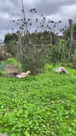 Load and play video in Gallery viewer, OOAK Mae pendant in silver #26 • Pink Moonstone (Ready to ship)
