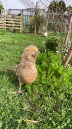 Cargar y reproducir el video en el visor de la galería, OOAK Aurae pendant #17 • Agate &amp; Opal (ready to ship)
